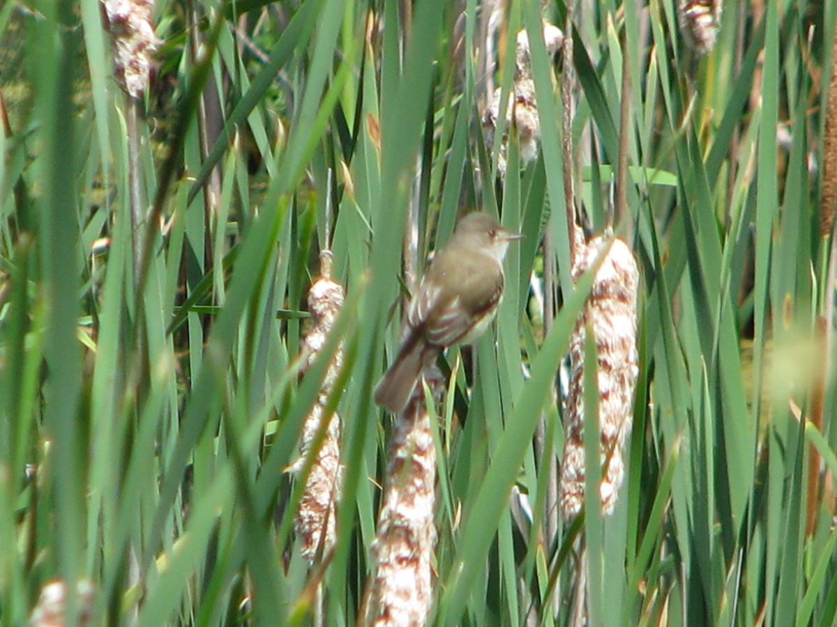 Willow Flycatcher - ML164584121