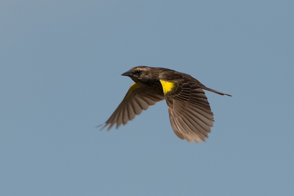 Yellow-winged Blackbird - ML164586291