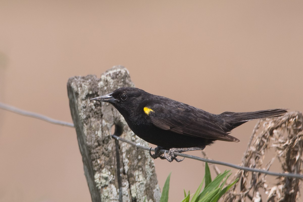 Yellow-winged Blackbird - Pablo Re