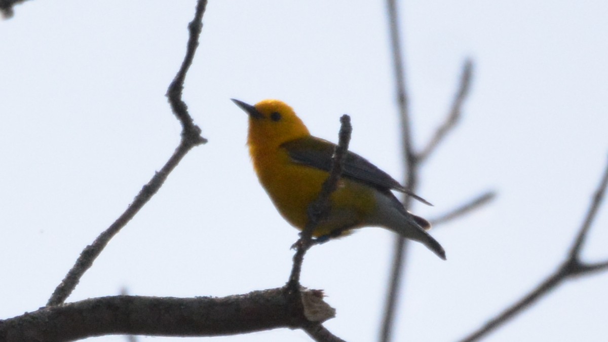 Prothonotary Warbler - ML164586371