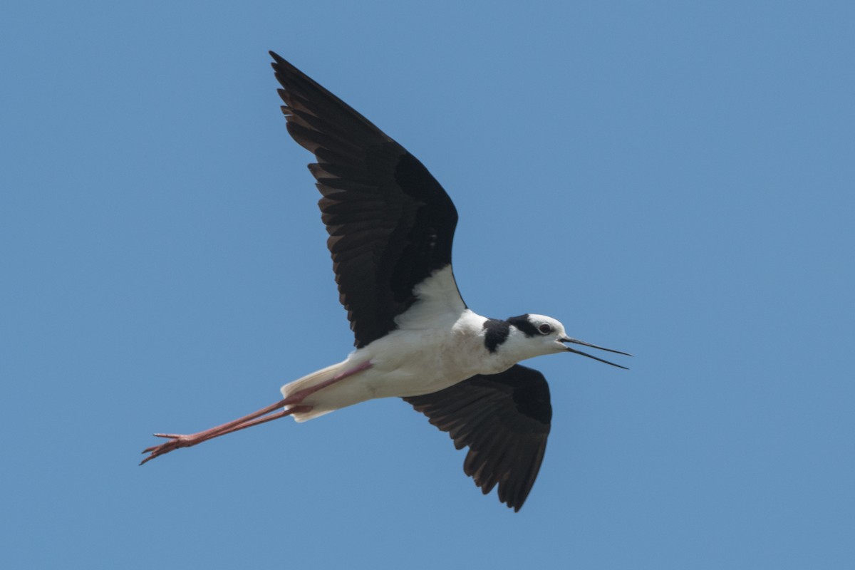 Black-necked Stilt - ML164586391