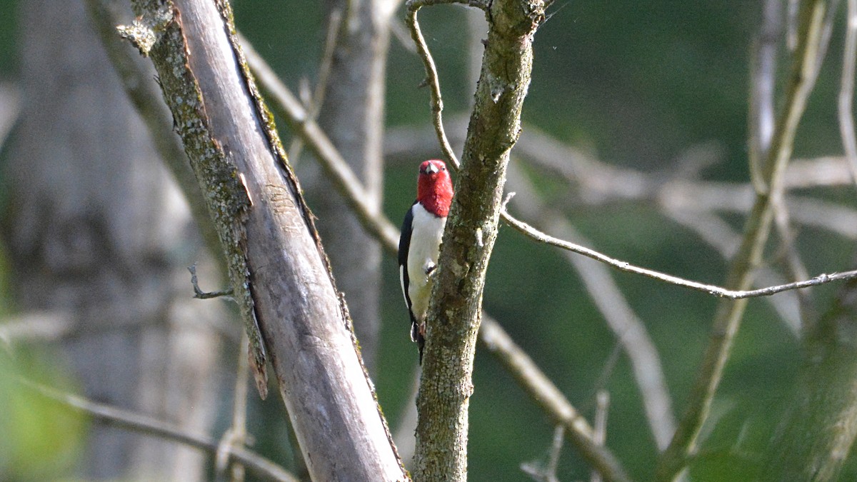 Red-headed Woodpecker - ML164586531