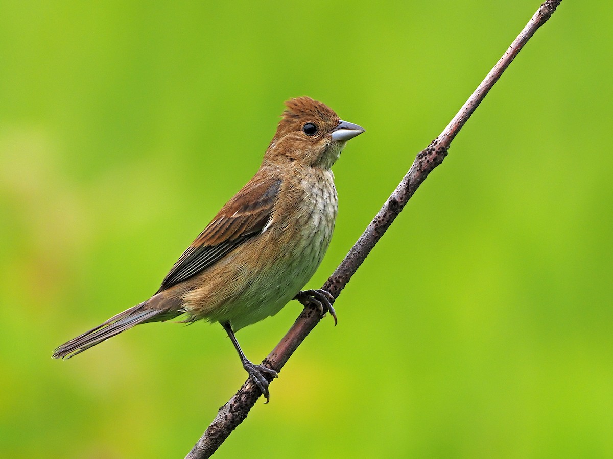 Indigo Bunting - Gary Mueller