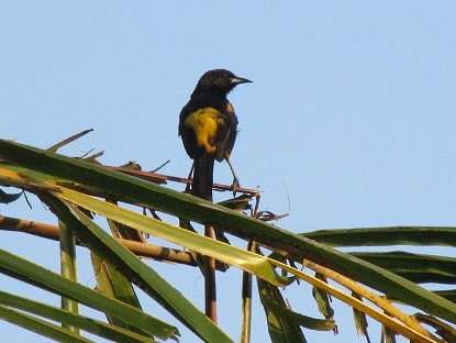 Cuban Oriole - ML164586951