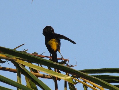 Cuban Oriole - ML164586961