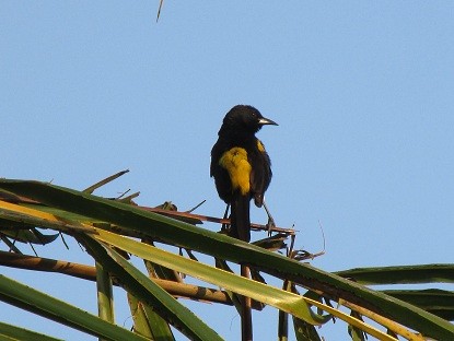 Cuban Oriole - ML164587051