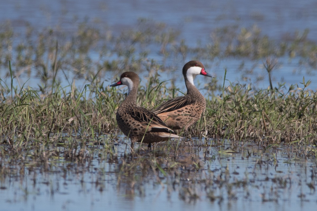 White-cheeked Pintail - ML164588391