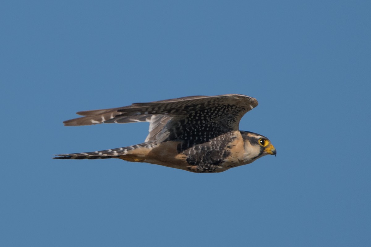 Aplomado Falcon - ML164588521