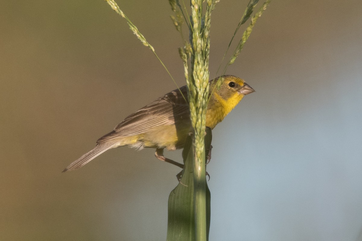 Grassland Yellow-Finch - ML164588571