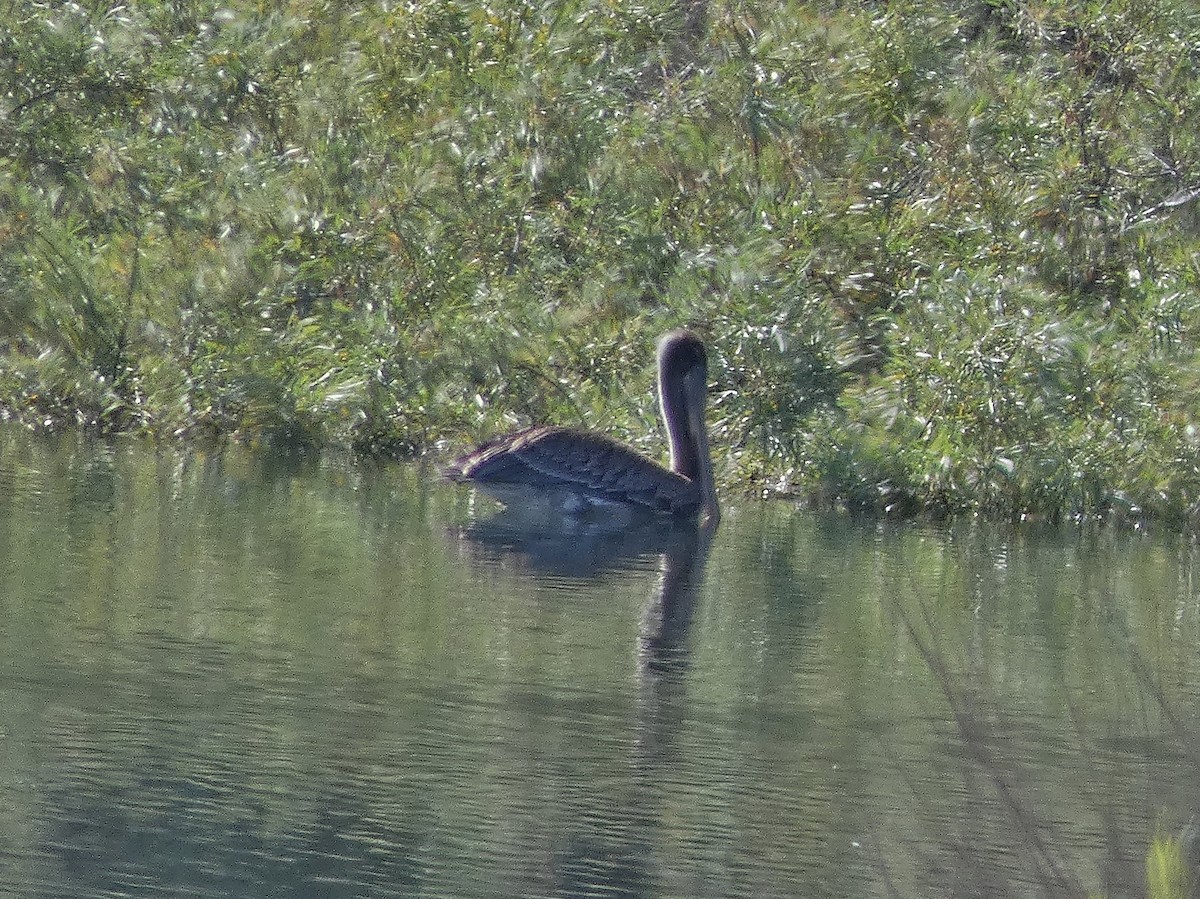 Brown Pelican - ML164589871