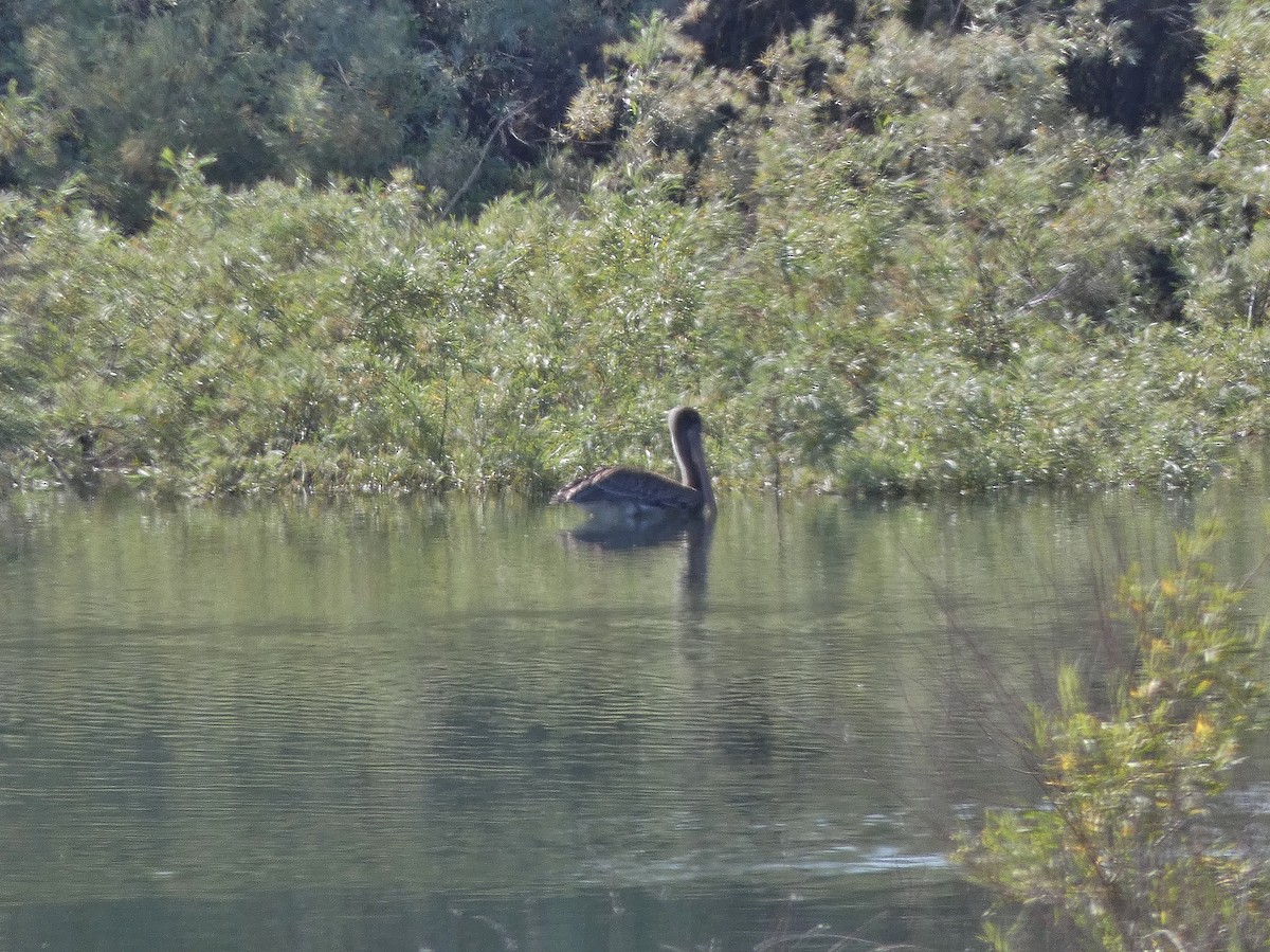 Brown Pelican - ML164589941