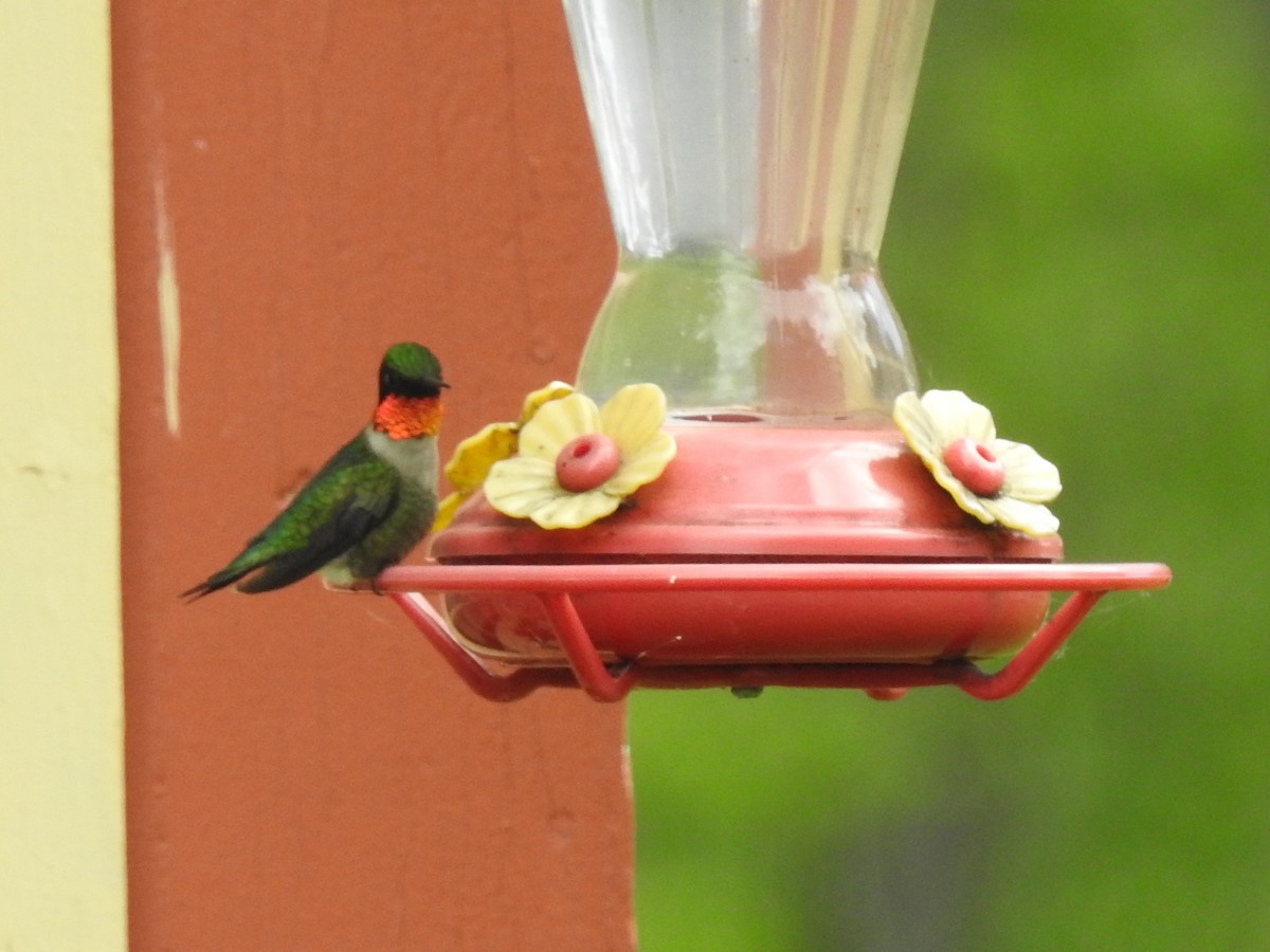 Ruby-throated Hummingbird - Jean Lemoyne