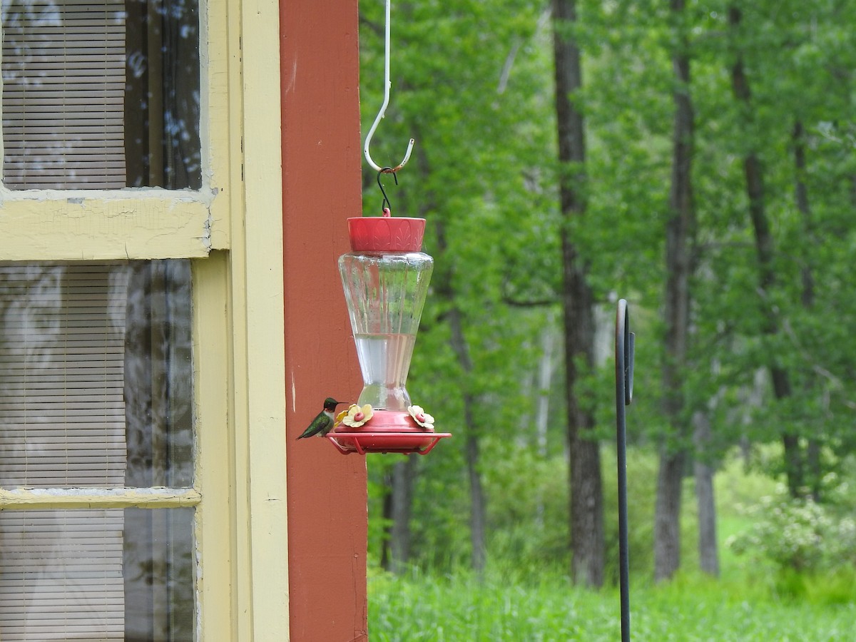 Ruby-throated Hummingbird - ML164590171