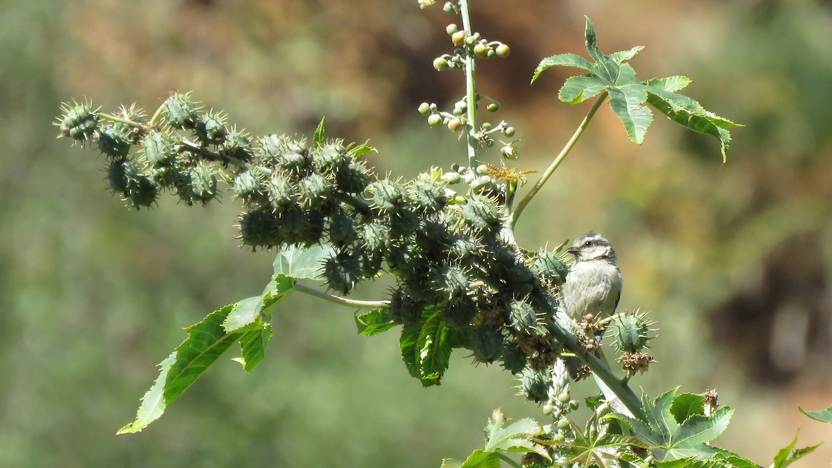 Mésange nord-africaine - ML164591081