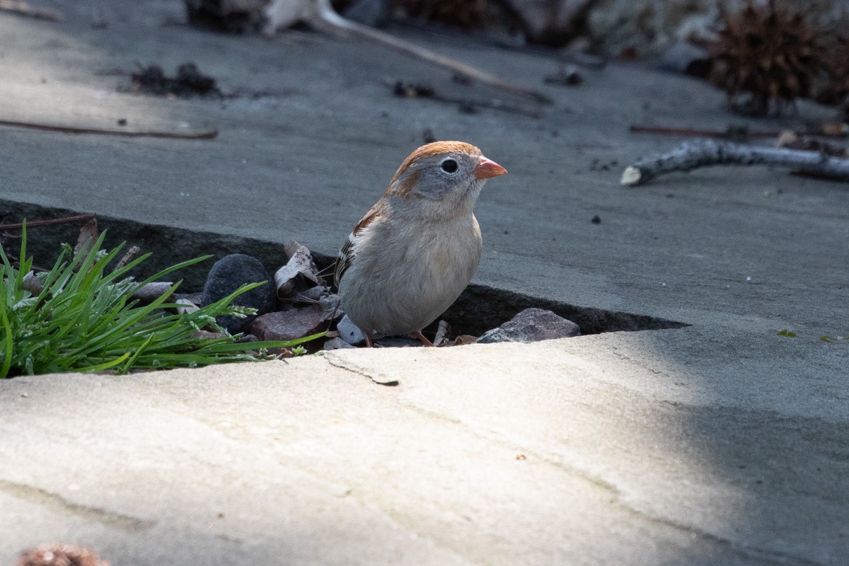 Field Sparrow - ML164592191