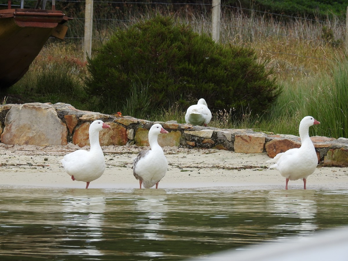 Graylag Goose (Domestic type) - ML164592321