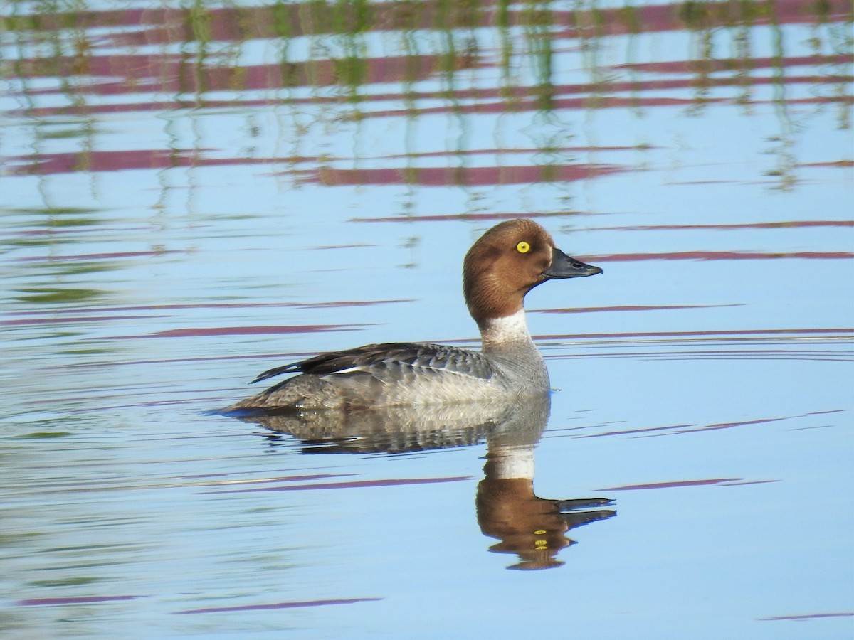 Common Goldeneye - ML164592371