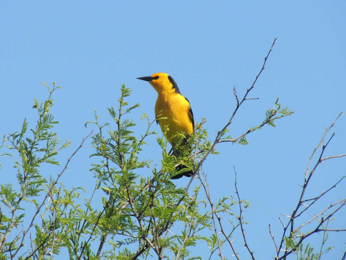 Saffron-cowled Blackbird - ML164594161
