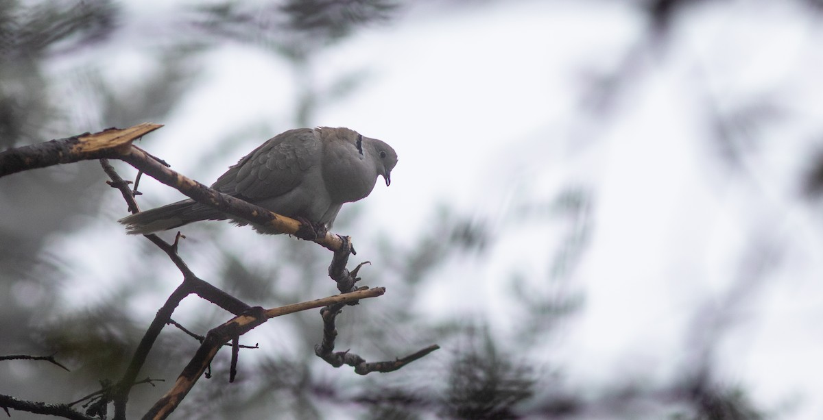 Eurasian Collared-Dove - ML164595501