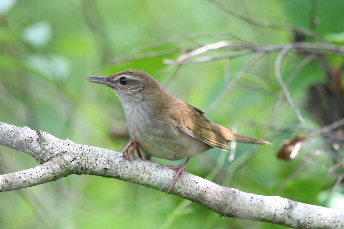 Sakhalin Grasshopper Warbler - Roman Lo