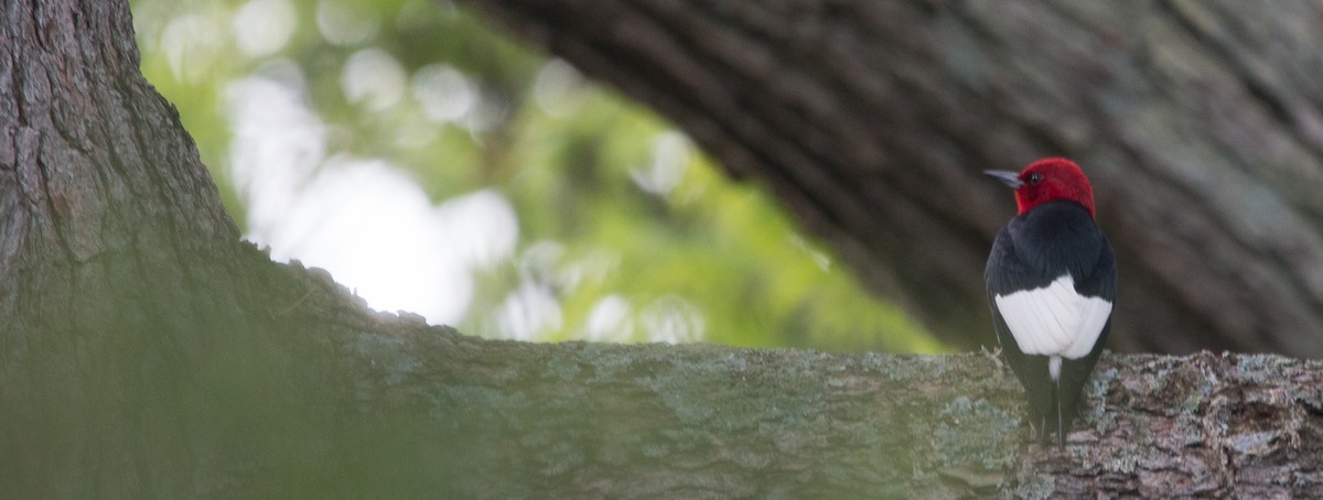 Red-headed Woodpecker - Joel Strong