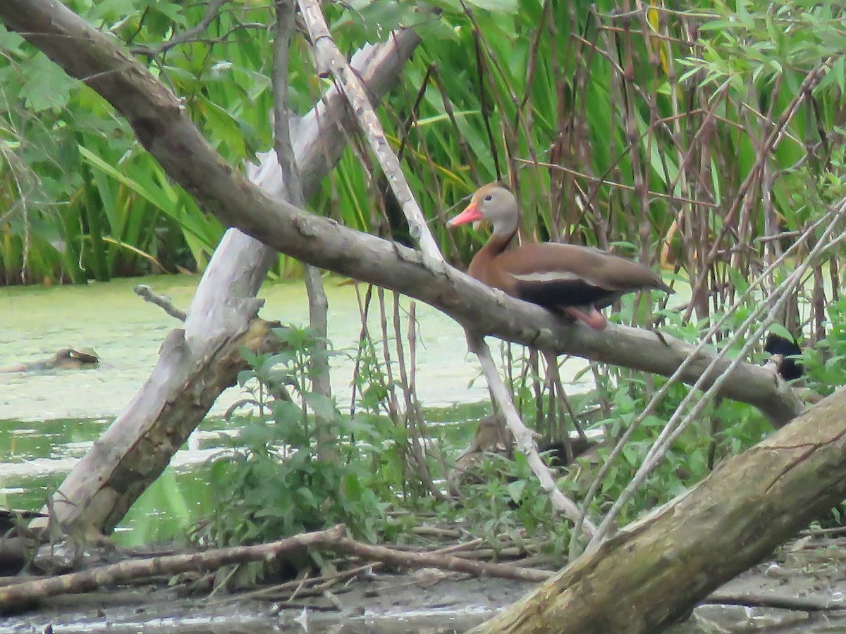 Black-bellied Whistling-Duck - Seth McComsey