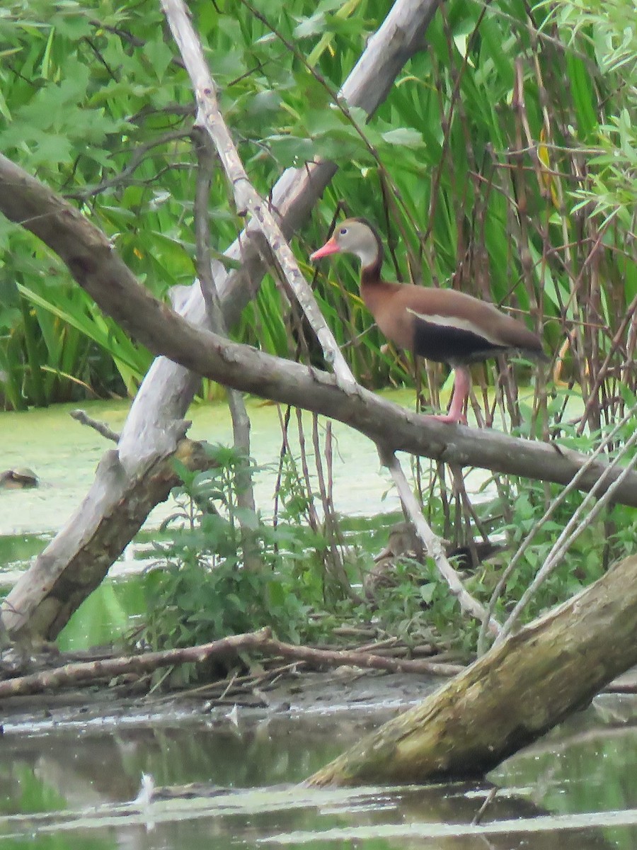 Black-bellied Whistling-Duck - Seth McComsey