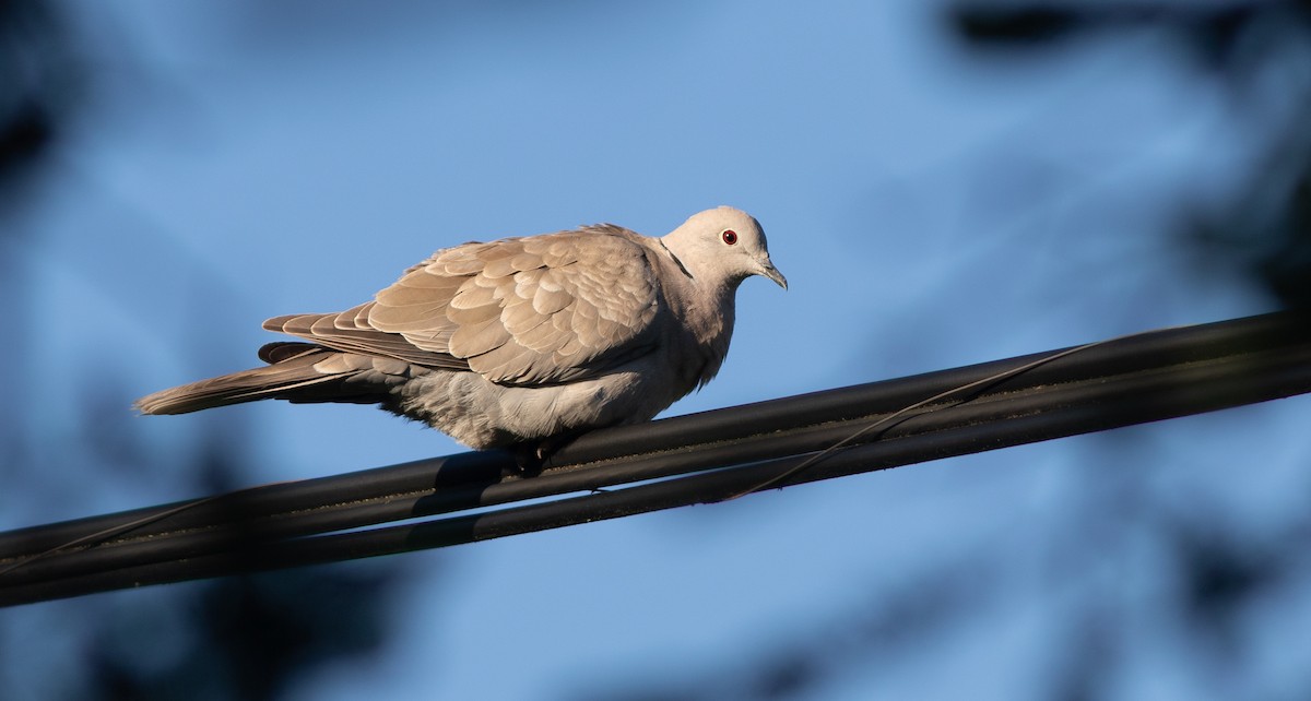 Eurasian Collared-Dove - ML164597821