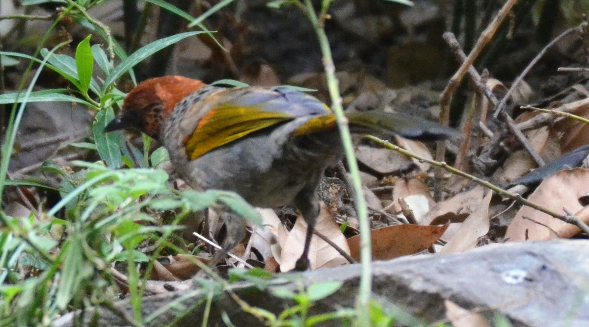 Chestnut-crowned Laughingthrush - ML164600961
