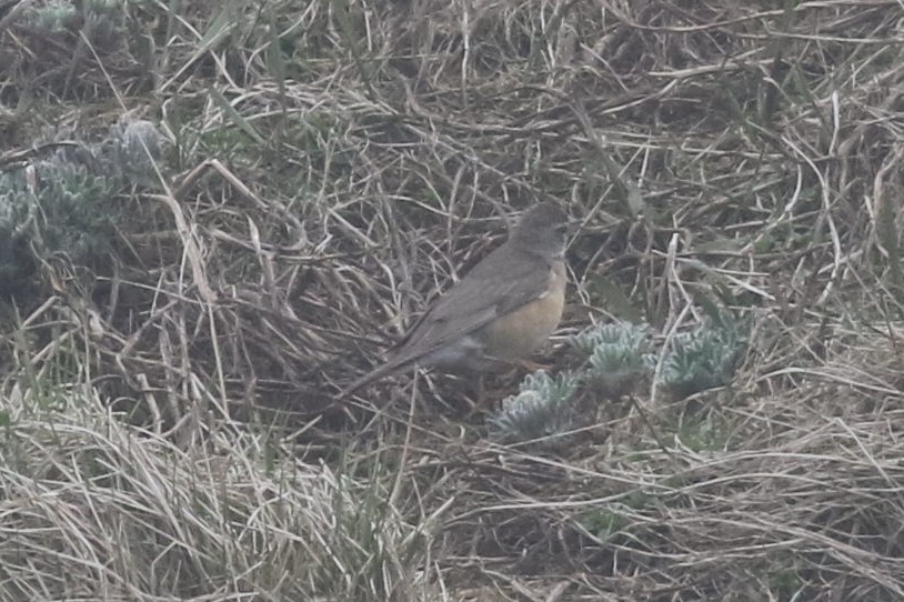 Eyebrowed Thrush - ML164601521