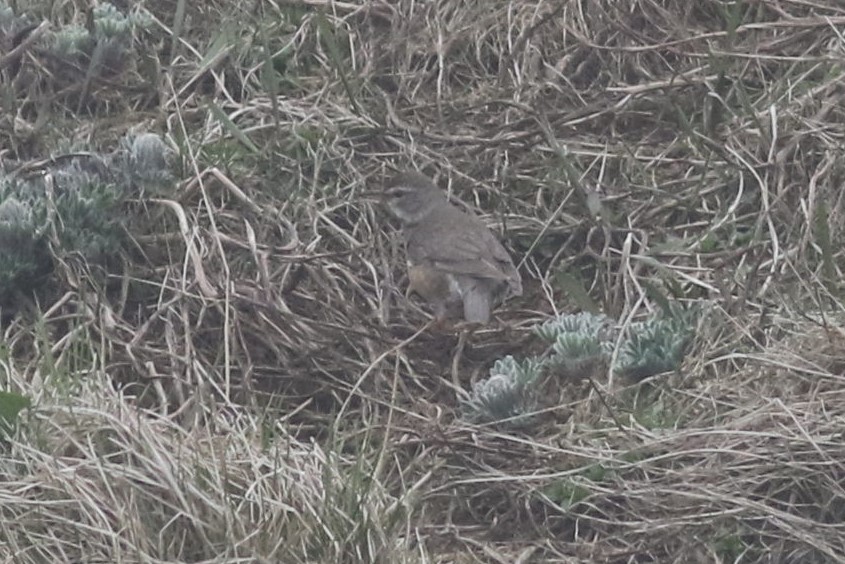 Eyebrowed Thrush - ML164601531