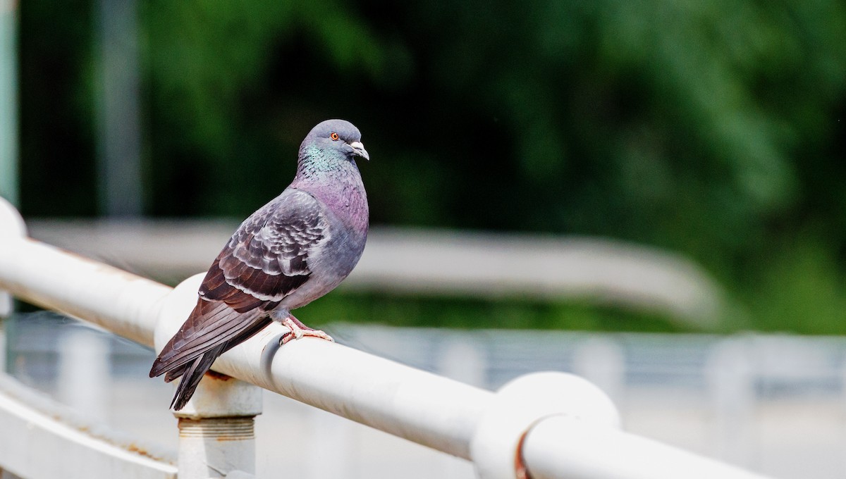 Rock Pigeon (Feral Pigeon) - Larry Van Brunt