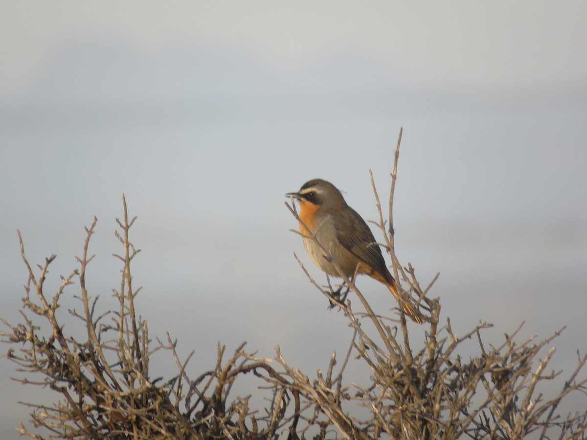 Cape Robin-Chat - Nicholas Fordyce - Birding Africa
