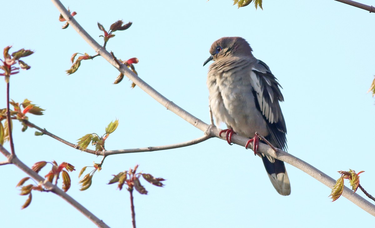 White-winged Dove - Jeremiah Trimble