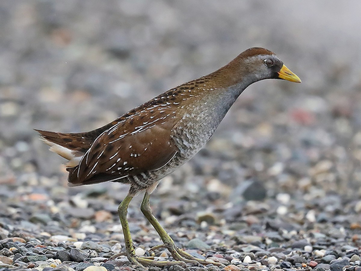 Adult