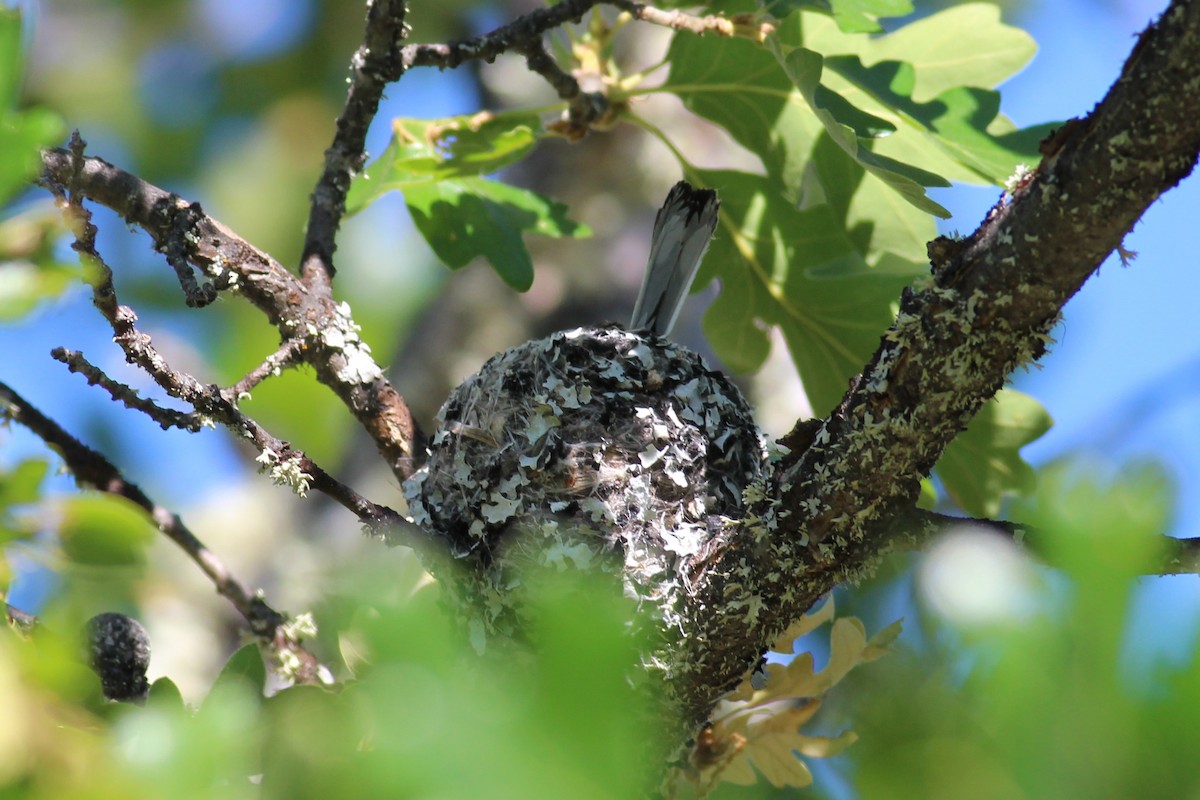 Blue-gray Gnatcatcher (Western) - ML164608051
