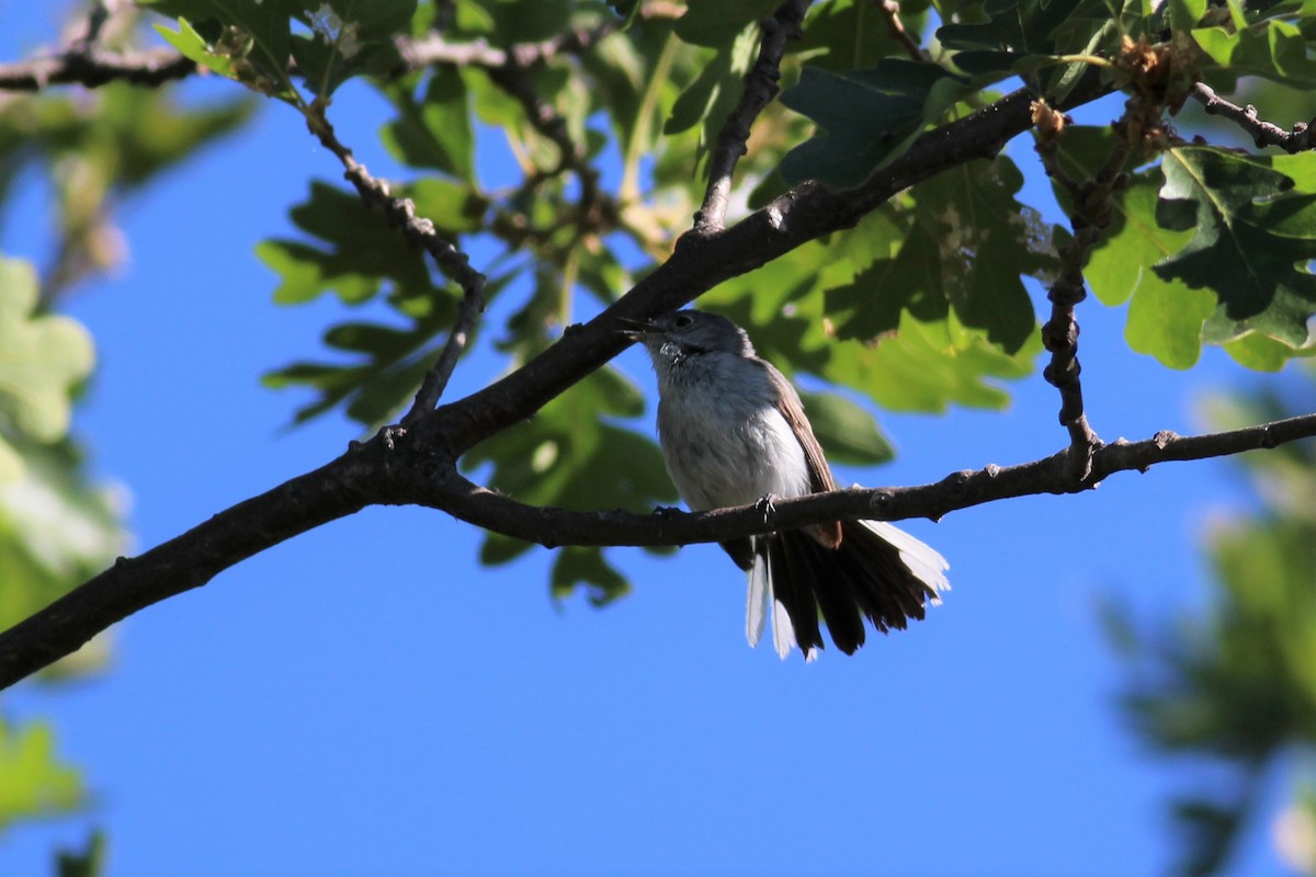 Blue-gray Gnatcatcher (Western) - ML164608081
