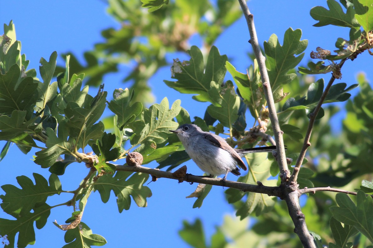 Blue-gray Gnatcatcher (Western) - ML164608131