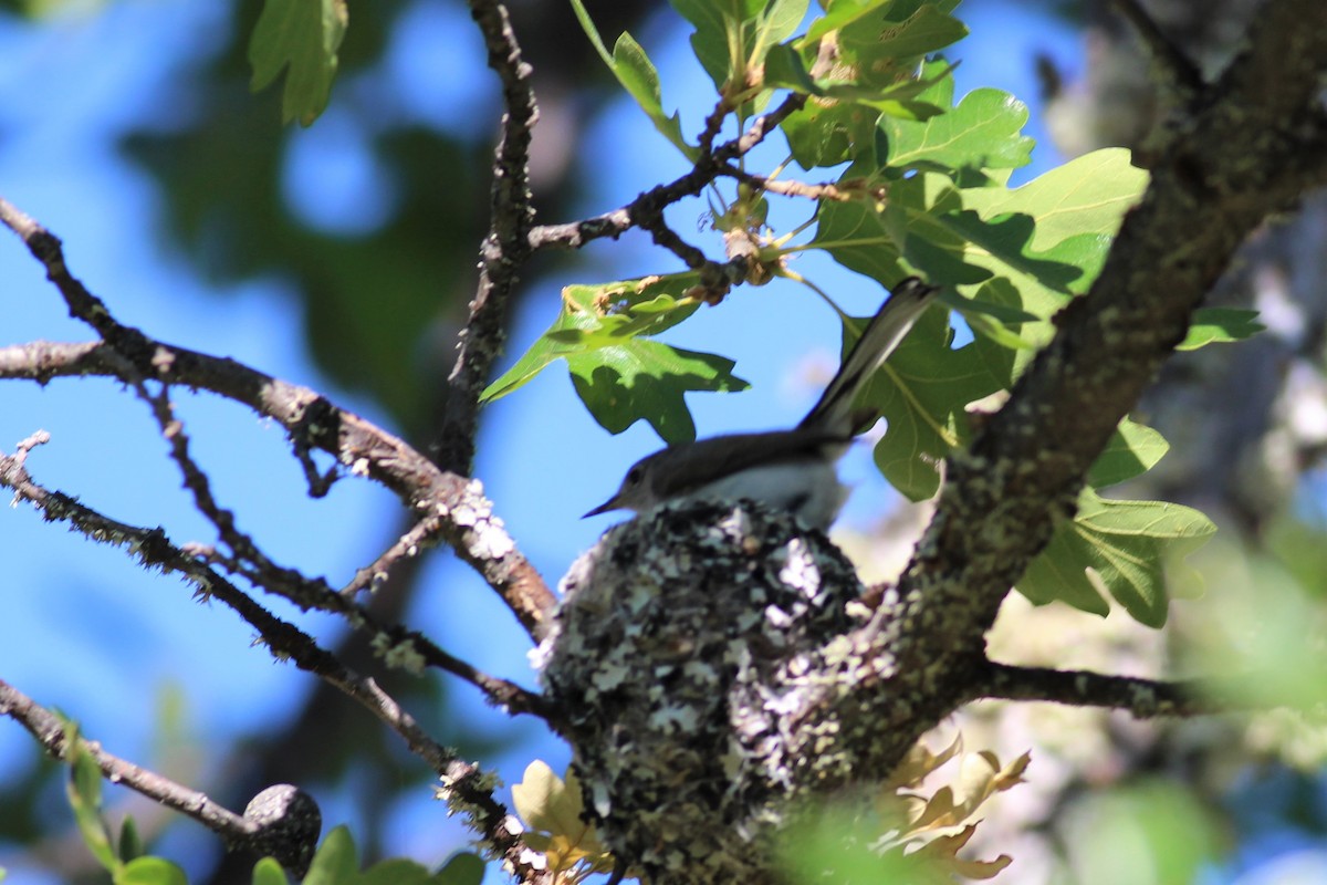 Blue-gray Gnatcatcher (Western) - ML164608231