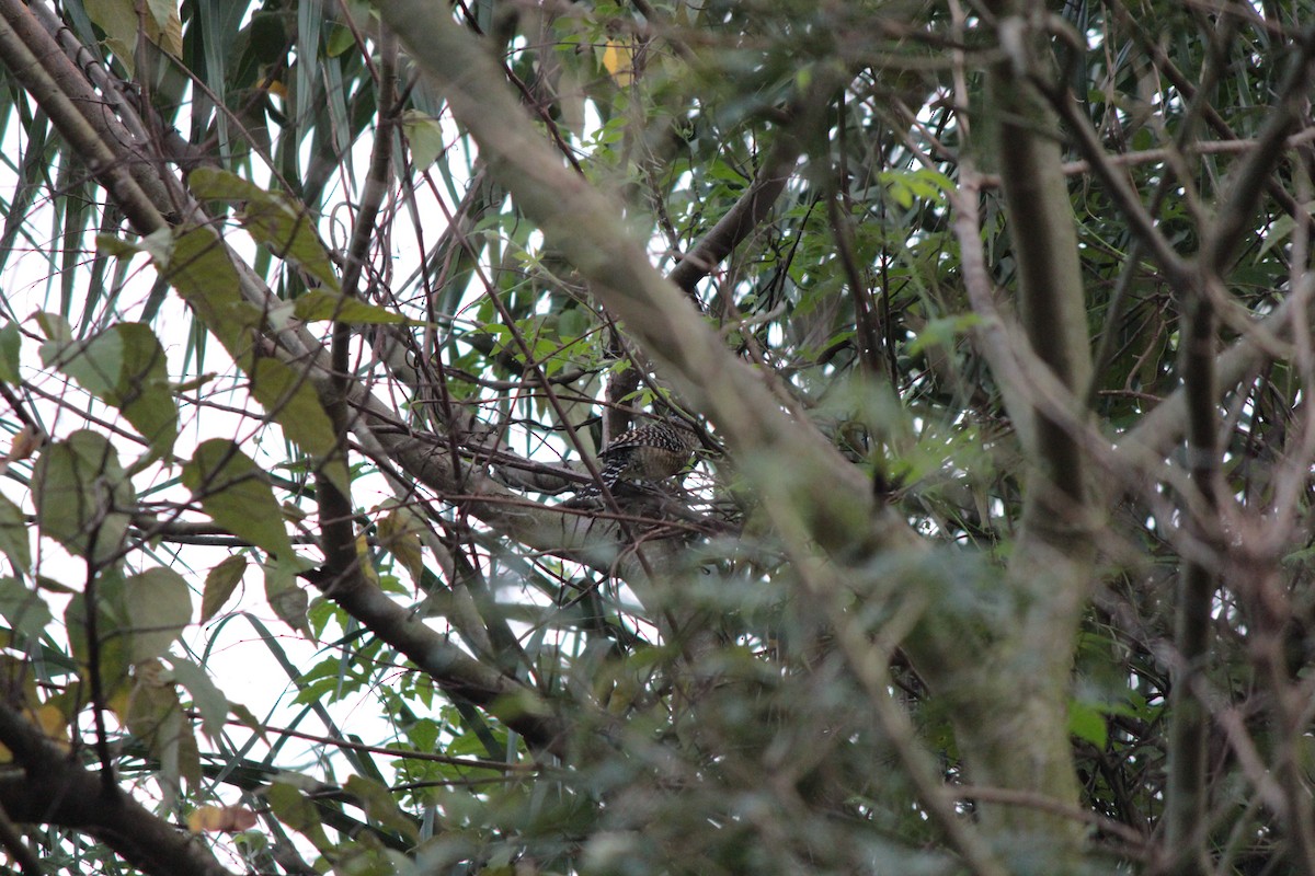 Barred Antshrike - ML164610401