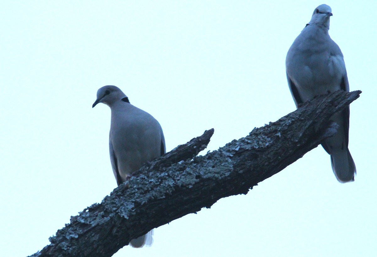 Ring-necked Dove - ML164610481