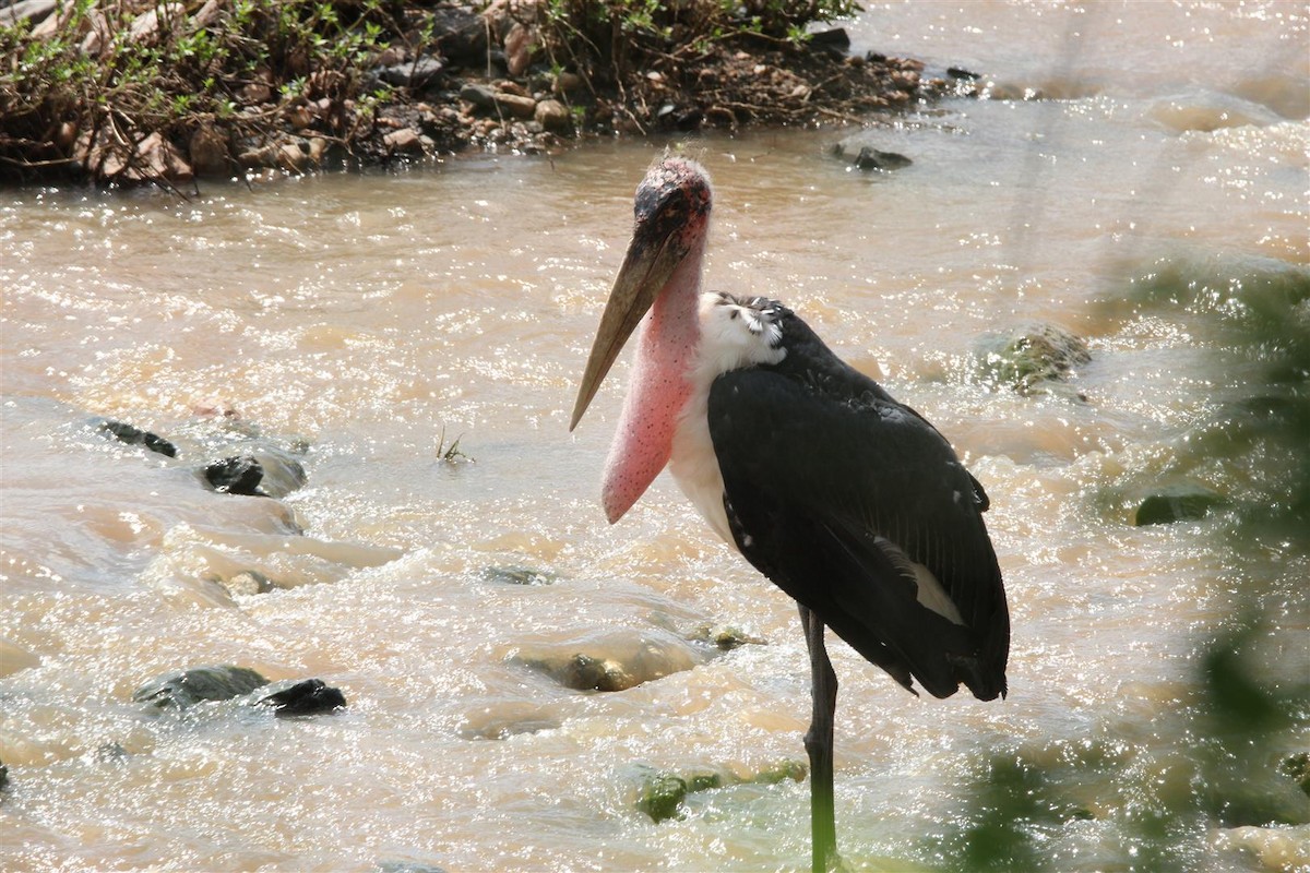 Marabou Stork - ML164611371