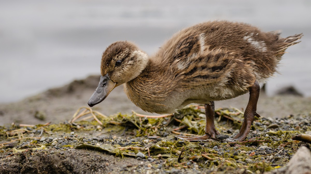 Mallard - Mason Maron