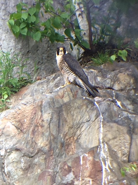 Peregrine Falcon - ML164612101