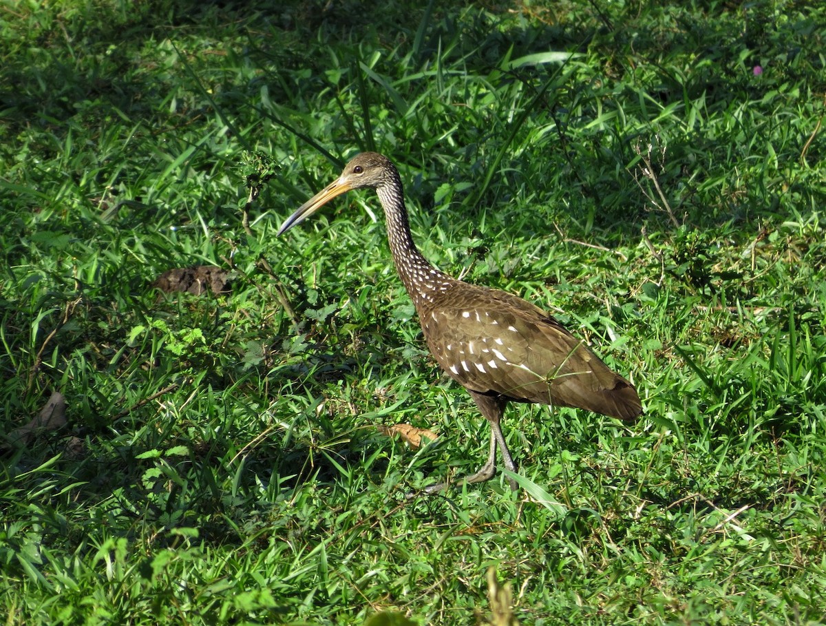 Limpkin (Speckled) - ML164613461