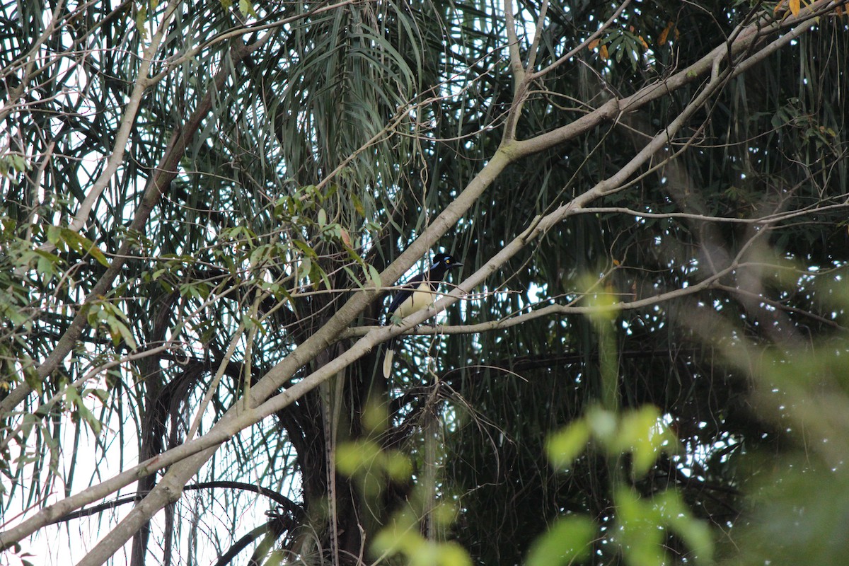 Plush-crested Jay - ML164613511