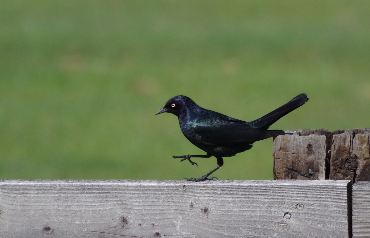 Brewer's Blackbird - Simon Kiacz