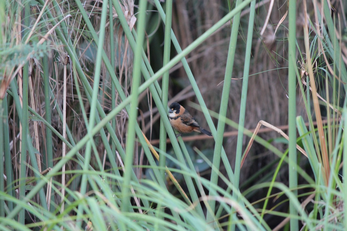 Rusty-collared Seedeater - ML164614351