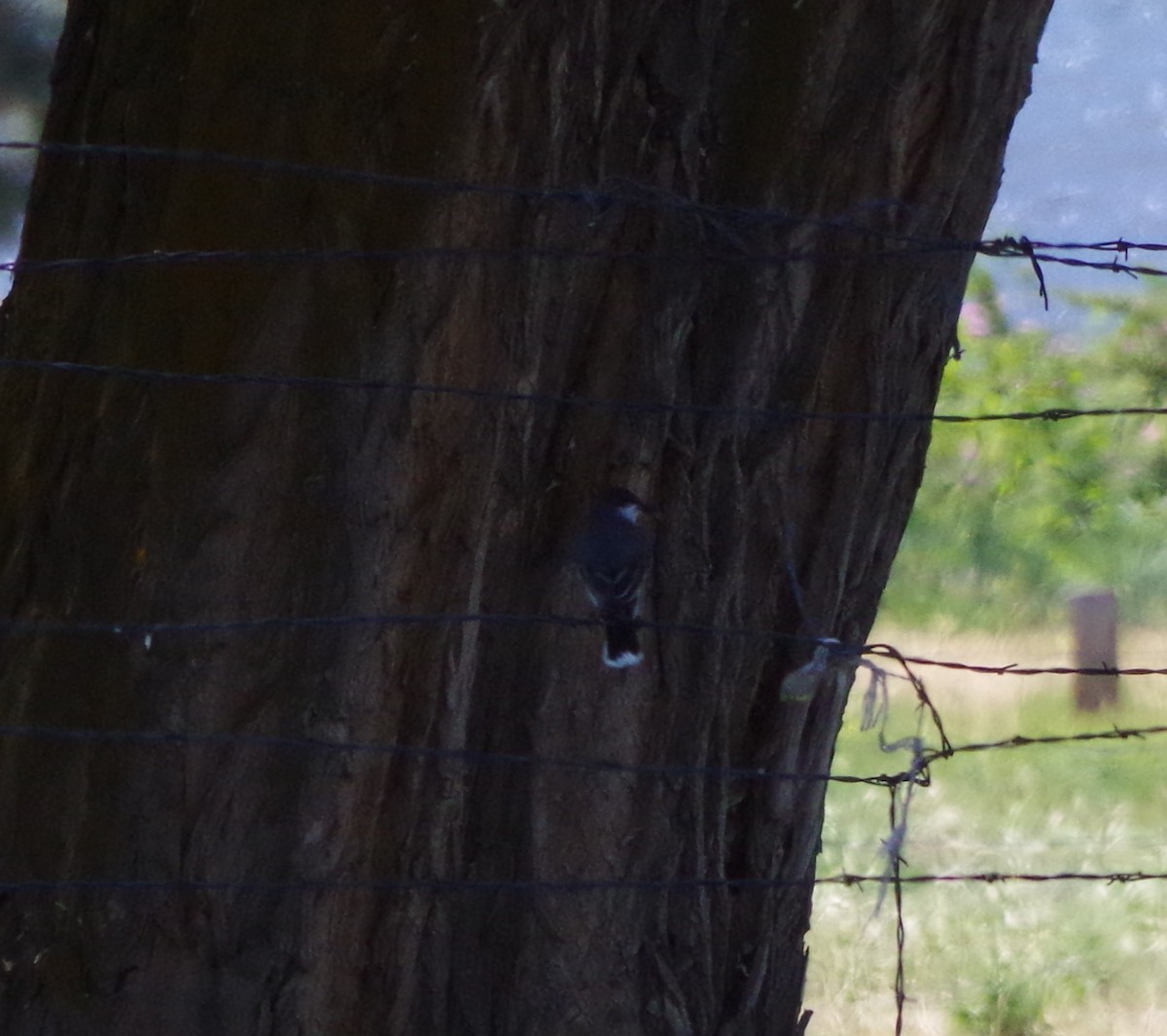 Eastern Kingbird - Simon Kiacz