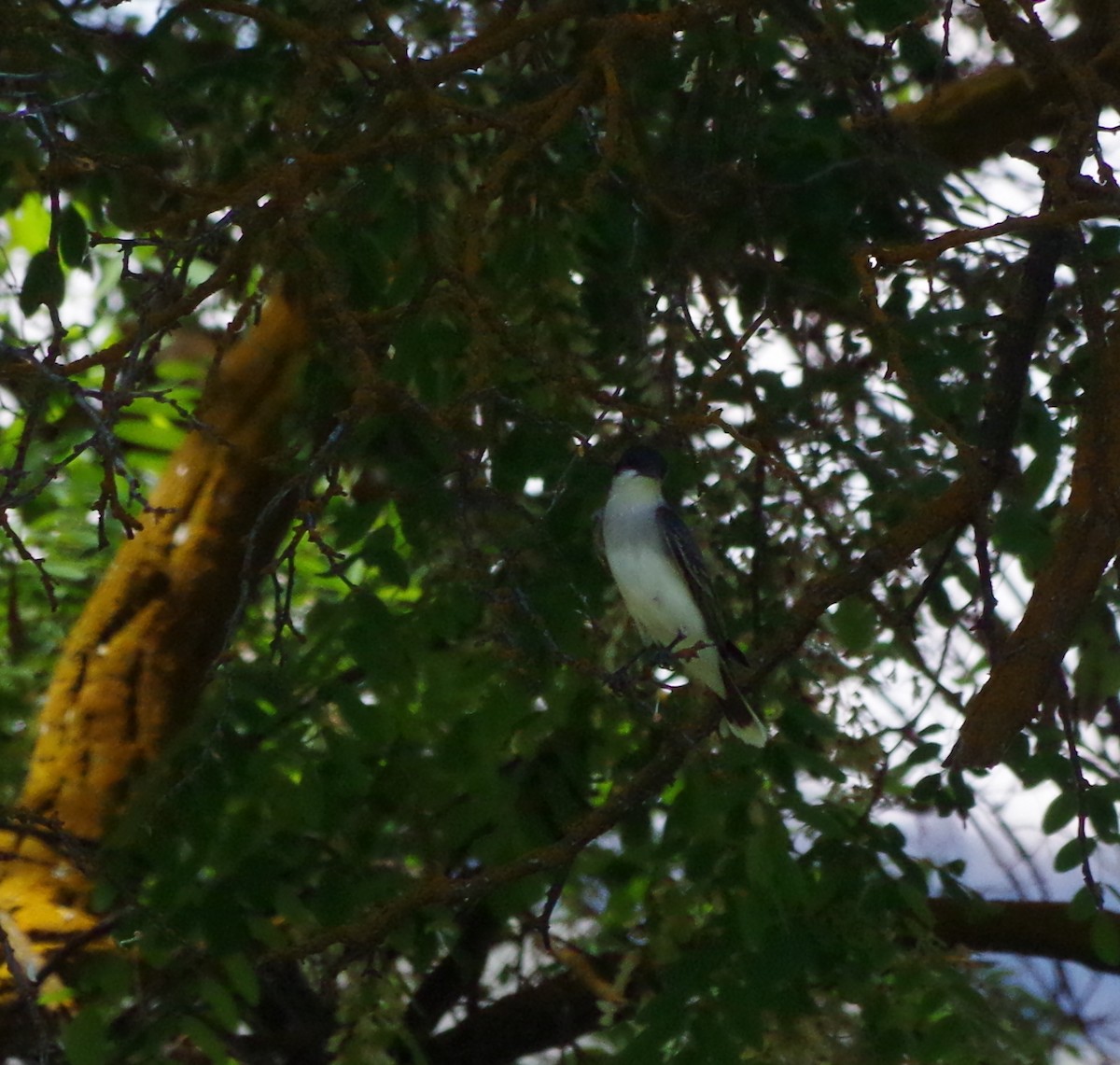 Eastern Kingbird - Simon Kiacz